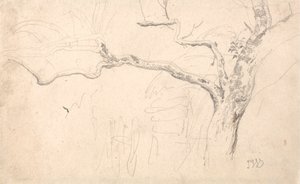 Baumstudie von James Ward