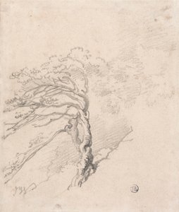Baum auf einem Hügel
