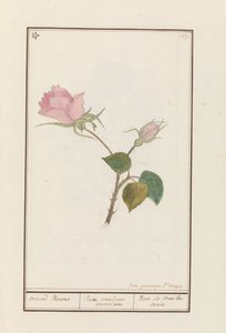 Rose (Rosa) von Jan Anton Garemyn