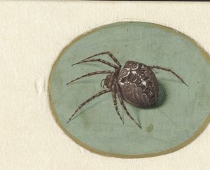 Spinne von Jan Augustin van der Goes