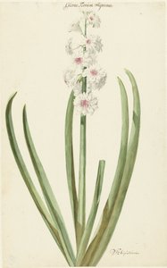 Die rosafarbene Hyazinthe Gloria Florum Suprema von Jan Augustini