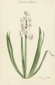 Die rosafarbene Hyazinthe Krone von Großbritannien von Jan Augustini