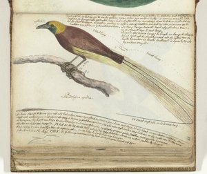 Paradiesvogel