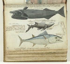 Ein Thunfisch, ein Hai und ein Remora
