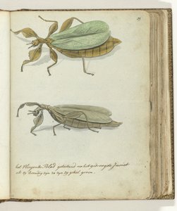 Das fliegende Blatt