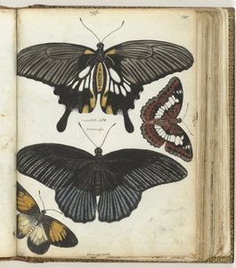 Indische Schmetterlinge von Jan Brandes