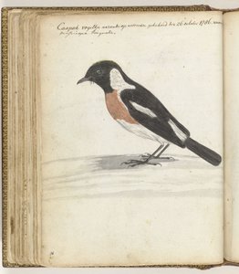 Kapvogel