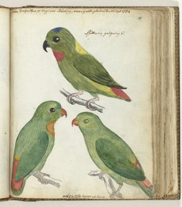 Ostindische Sittiche