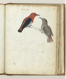 Ostindischer Vogel