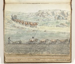 Ochsengespann vor Planwagen und Pflug von Jan Brandes