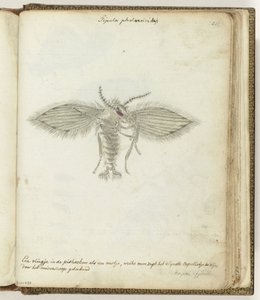 Fliege
