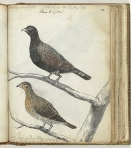 Schwedische Vögel