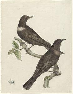 Zwei Ringdrosseln (Purdus torquatus) mit einem Ei