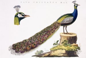 Pfau, ca. 1809-1829 von Jan Christiaen Sepp