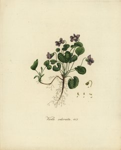 Duftveilchen oder Englisches Veilchen, Viola odorata