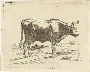 Stehende Kuh