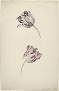 Zwei rot-weiße Tulpen von Jan Jansz. van der Vinne