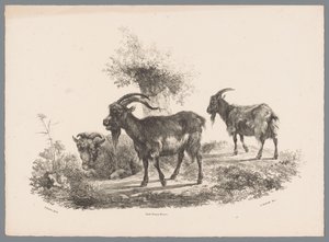 Twee geiten en een schaap bij een boom von Jan Kobell (III)