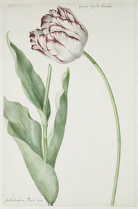 Tulpe Grand Roy de France von Jan Laurensz. van der Vinne