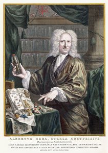 Porträt von Albertus Seba, aus 
