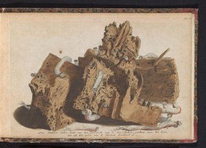 Teile von Pfählen, die von Schiffsbohrwürmern befallen sind, 1731