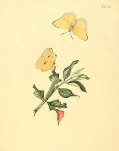 Phoebis sennae (als syn. Papilio hyperici) von Jan Sepp