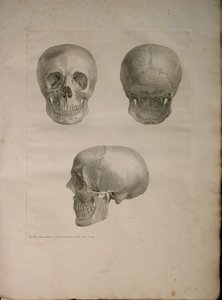 Albinus II, Pl. I, Illustration aus 