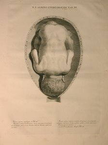 Albinus, Uterus, Pl. III, Illustration aus 