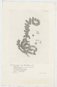 Anthospermum aethiopicum Anthospermum mas. Hort. Cliff. 455 sp. 1 von Jan Wandelaar