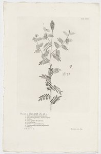 Dalea alopecuroides von Jan Wandelaar