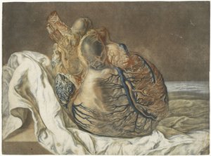 Drucke des Gehirns und des Herzens von Jan l