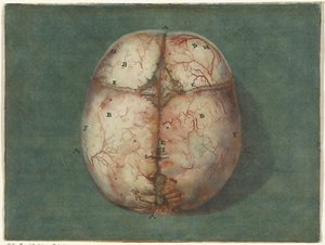 Drucke des Gehirns und des Herzens von Jan l