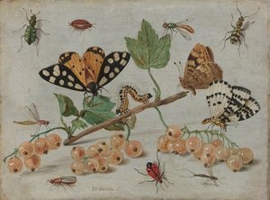 Insekten und Früchte von Jan van Kessel (I)