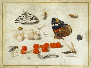 Schmetterling, Raupe, Motte, Insekten und Johannisbeeren, ca. 1650-65 (Gouache und Tinte auf Pergament)