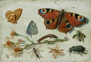 Drei Schmetterlinge, ein Käfer und andere Insekten, mit einem Schnitt von Greiskraut, frühe 1650er Jahre von Jan van Kessel
