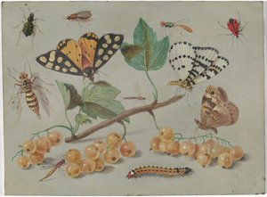 Studie von Schmetterlingen und Insekten von Jan van Kessel the Elder