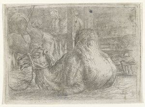 Liegendes Kamel von Jan van Ossenbeeck