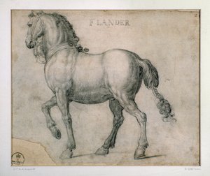 Studie für ein Pferd aus Flandern von Jan van der Straet