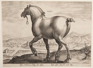 Ein sächsisches Pferd, aus dem ersten Satz von "Equile Joannis Austriaci" von Jan van der Straet, called Stradanus
