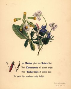 Gänseblümchen, Veilchen, Wiesenschaumkraut und Kuckucksblumen