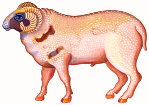 Widder der Ram von Jane Tattersfield