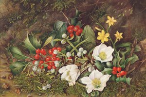Stechpalmen und Weihnachtsrosen von Jane Taylor