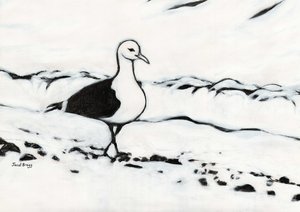 Möwe aus dem Washington Park, ca. 2017