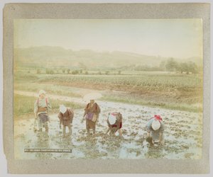 Reissetzlinge pflanzen, Japan