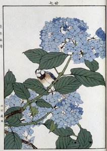 Vogel in Hortensien - Japanischer Druck