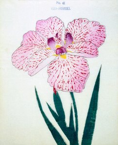 Ezo-Nishiki, Nr. 41, 1898