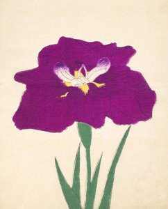 Hizume-no.-Hyoshi, Nr. 29, 1898 von Japanese School
