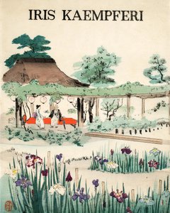 Iris Kaempferi - Vorderseite, 1890