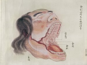 Die Anatomie des Mundes, aus der Dissektion eines Folteropfers von 1796, aus einem Makimono eines Midori-Arztes, 1842 (Feder & Tinte und Aquarell auf Papier) von Japanese School