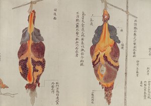 Die Lungen aus der Sektion eines Folteropfers von 1796, aus einem Makimono eines Midori-Arztes